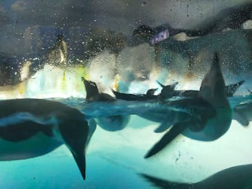 名古屋港水族館に投稿された画像（2022/5/5）