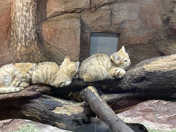 那須どうぶつ王国に投稿された画像（2022/5/5）