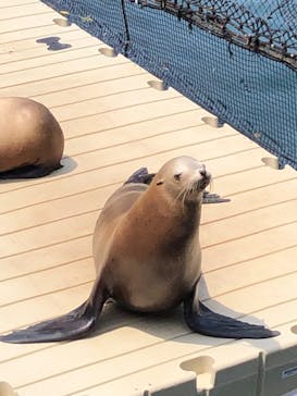 伊豆・三津シーパラダイスに投稿された画像（2022/5/5）