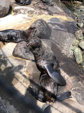 伊豆・三津シーパラダイスに投稿された画像（2022/5/5）