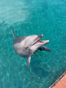 うみたま体験パーク 「つくみイルカ島」に投稿された画像（2022/5/5）