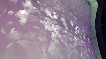 アクアワールド茨城県大洗水族館に投稿された画像（2022/5/5）