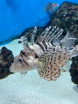 城崎マリンワールドに投稿された画像（2022/5/5）