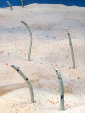 大分マリーンパレス水族館 「うみたまご」に投稿された画像（2022/5/5）