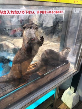 大分マリーンパレス水族館 「うみたまご」に投稿された画像（2022/5/5）