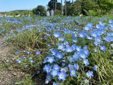 淡路ファームパーク イングランドの丘に投稿された画像（2022/5/5）