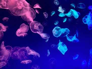 名古屋港水族館に投稿された画像（2022/5/5）