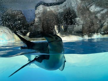 名古屋港水族館に投稿された画像（2022/5/5）