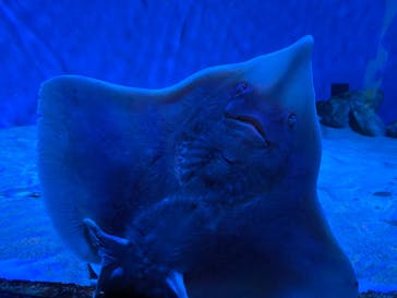 名古屋港水族館に投稿された画像（2022/5/5）