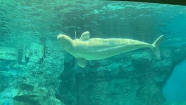 名古屋港水族館に投稿された画像（2022/5/5）