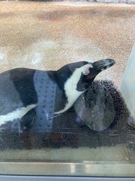 京都水族館に投稿された画像（2022/5/5）