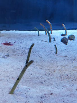 名古屋港水族館に投稿された画像（2022/5/5）