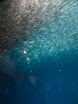 名古屋港水族館に投稿された画像（2022/5/5）