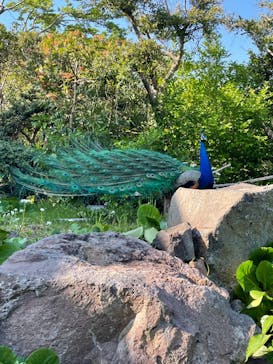 伊豆シャボテン動物公園に投稿された画像（2022/5/5）