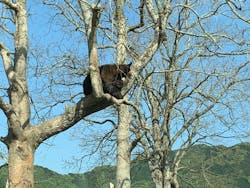 秋吉台自然動物公園 サファリランドに投稿された画像（2022/5/5）