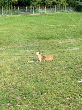 秋吉台自然動物公園 サファリランドに投稿された画像（2022/5/5）