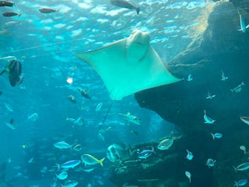 名古屋港水族館に投稿された画像（2022/5/5）