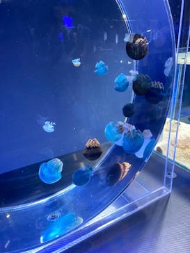 名古屋港水族館に投稿された画像（2022/5/5）