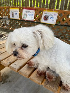 しろとり動物園に投稿された画像（2022/5/5）