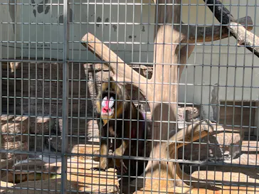 天王寺動物園に投稿された画像（2022/5/5）