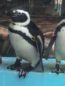 しながわ水族館に投稿された画像（2022/5/5）