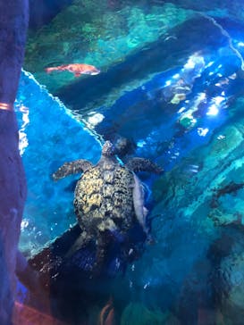 しながわ水族館に投稿された画像（2022/5/5）