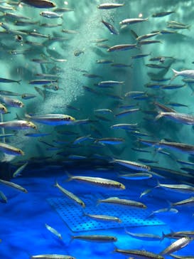 しながわ水族館に投稿された画像（2022/5/5）