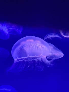 大分マリーンパレス水族館 「うみたまご」に投稿された画像（2022/5/5）