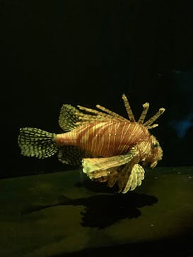 大分マリーンパレス水族館 「うみたまご」に投稿された画像（2022/5/5）