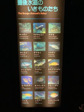 大分マリーンパレス水族館 「うみたまご」に投稿された画像（2022/5/5）