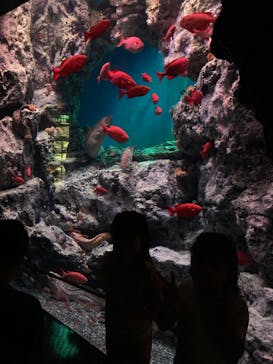 大分マリーンパレス水族館 「うみたまご」に投稿された画像（2022/5/5）