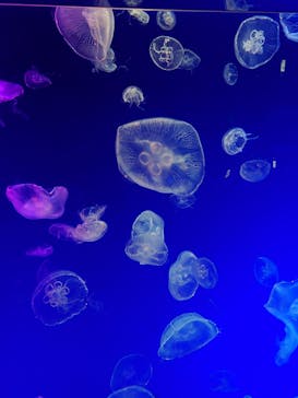 名古屋港水族館に投稿された画像（2022/5/5）