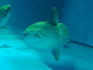 アクアワールド茨城県大洗水族館に投稿された画像（2022/5/5）