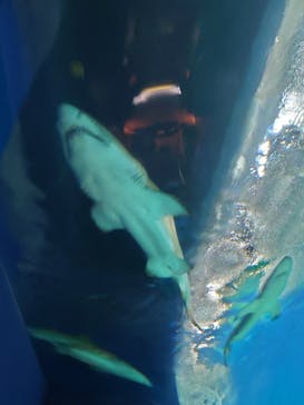 アクアワールド茨城県大洗水族館に投稿された画像（2022/5/5）