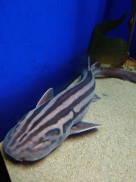 アクアワールド茨城県大洗水族館に投稿された画像（2022/5/5）