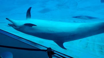 名古屋港水族館に投稿された画像（2022/5/5）