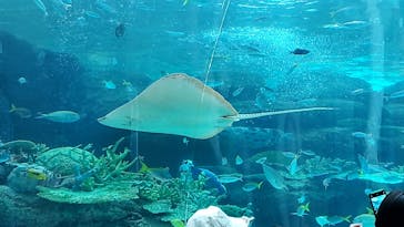 名古屋港水族館に投稿された画像（2022/5/5）