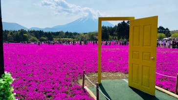 富士芝桜まつり(富士本栖湖リゾート)に投稿された画像（2022/5/5）