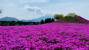 富士芝桜まつり(富士本栖湖リゾート)に投稿された画像（2022/5/5）