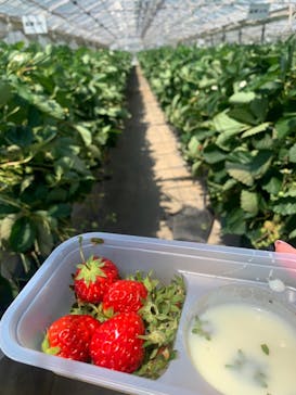 いちごはうす西脇に投稿された画像（2022/5/5）