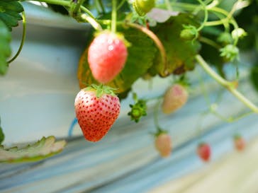 いちごはうす西脇に投稿された画像（2022/5/5）