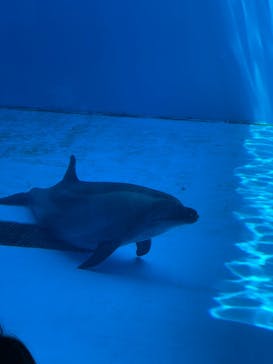 上越市立水族博物館 うみがたりに投稿された画像（2022/5/5）