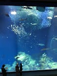 アクアワールド茨城県大洗水族館に投稿された画像（2022/5/5）