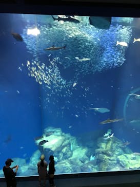 アクアワールド茨城県大洗水族館に投稿された画像（2022/5/5）