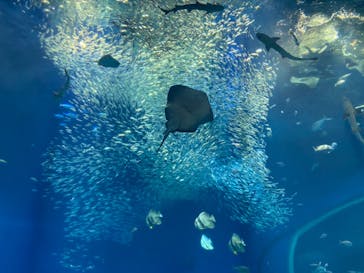 アクアワールド茨城県大洗水族館に投稿された画像（2022/5/5）