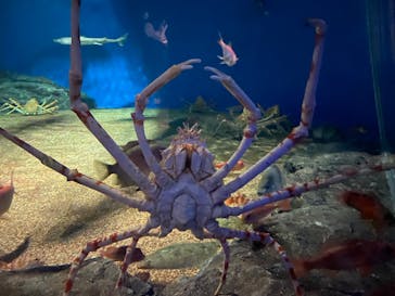 アクアワールド茨城県大洗水族館に投稿された画像（2022/5/5）