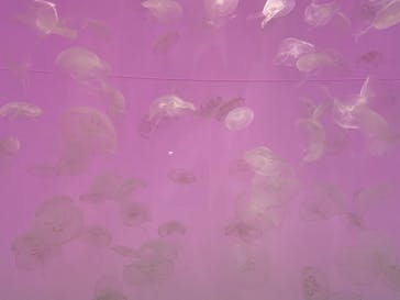 アクアワールド茨城県大洗水族館に投稿された画像（2022/5/5）