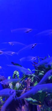 サンシャイン水族館に投稿された画像（2022/5/5）