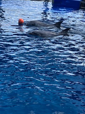 大分マリーンパレス水族館 「うみたまご」に投稿された画像（2022/5/5）