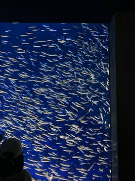 大分マリーンパレス水族館 「うみたまご」に投稿された画像（2022/5/5）